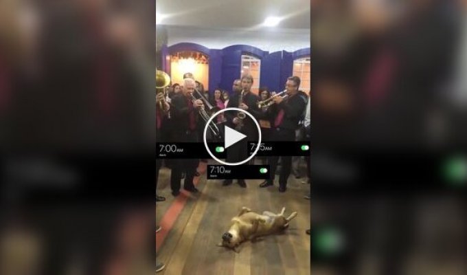 A dog that even an orchestra won't wake up