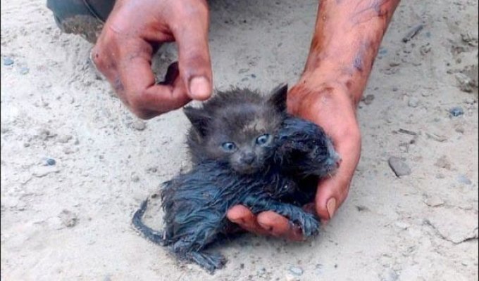 Героический человек спас двух беспомощных котят из разлива нефти (11 фото)