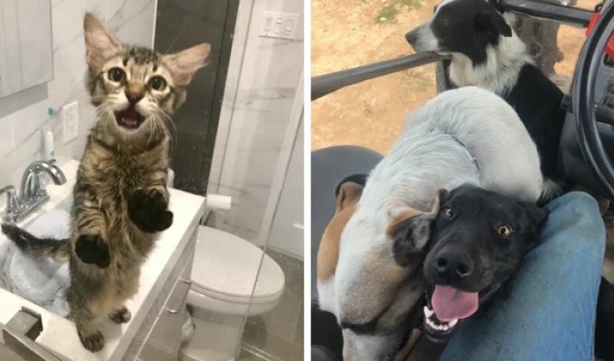 15 Cases When Pets Touchingly Showed Love to People (16 photos)