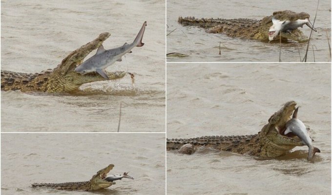 Крокодил проглотил акулу в Австралии (10 фото)