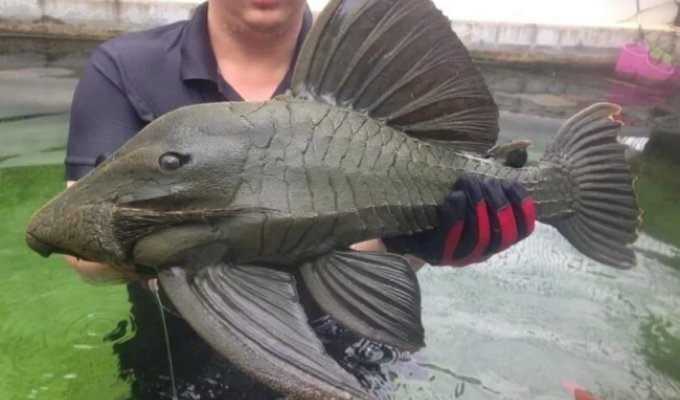 Wildlife Photos That Will Surprise Anyone (19 photos)