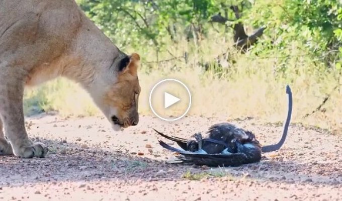 Feathered hunter nearly becomes prey