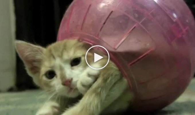 Котенок в шарике для хомяков