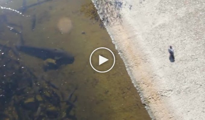 Соми-монстри величезні риби з чорнобильського ставка