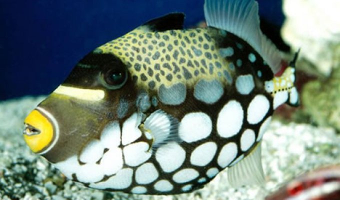 Самые редкие рыбы в мире (28 фото)