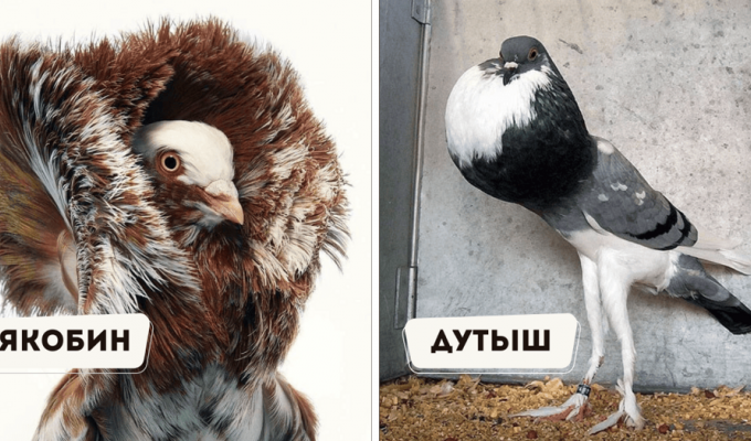 15 unusual breeds of poultry, whose appearance goes beyond the ordinary (16 photos)