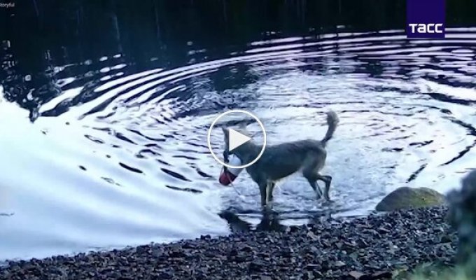 Волчица использовала сеть для ловли рыбы