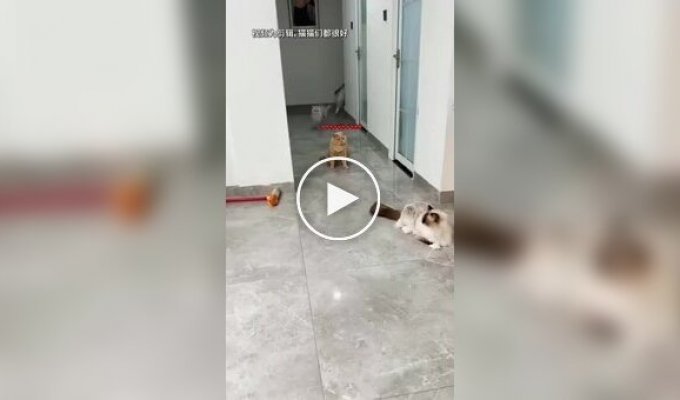 Самый неудачливый рыжий кот
