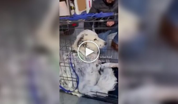 Пес обрел хозяев спустя годы жизни в приюте