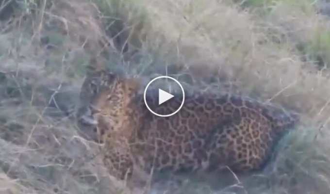 A leopard watches a photographer closely