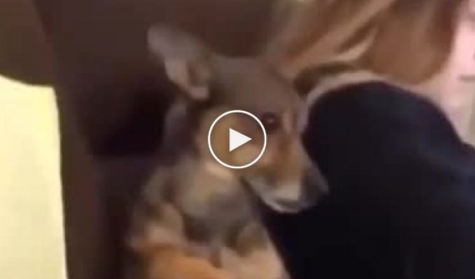 Funny dog's reaction to coughing