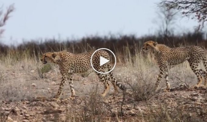 Антилопа гну смогла защитить детеныша от гепардов