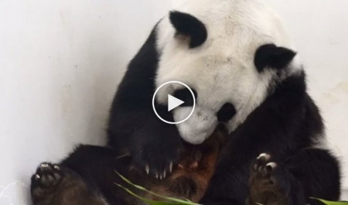 Рождение детеныша большой панды в зоопарке