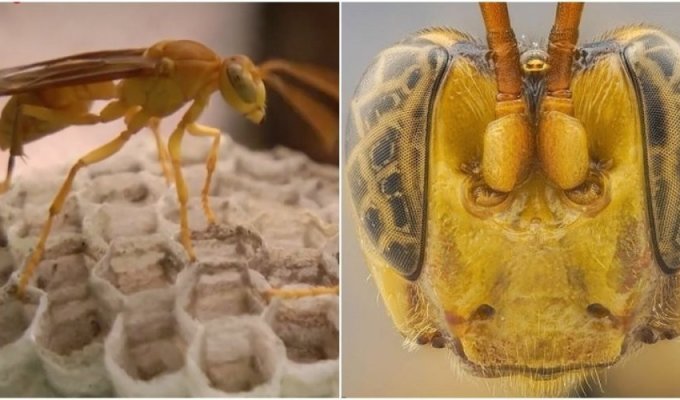 An “alien” parasitic wasp was found in the Amazon (6 photos)