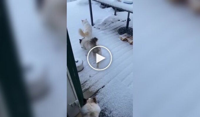 Кошка обожает гулять зимой, но не любит снег