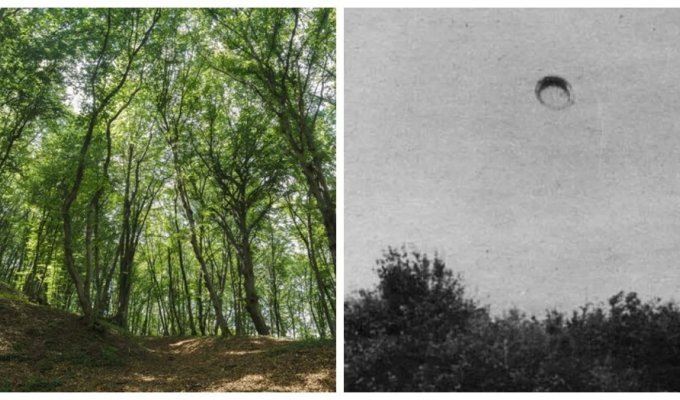 The phenomenon of the mysterious forest of Transylvania Hoya Baciu (10 photos)