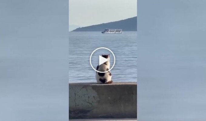 A cat who loves to admire the sea