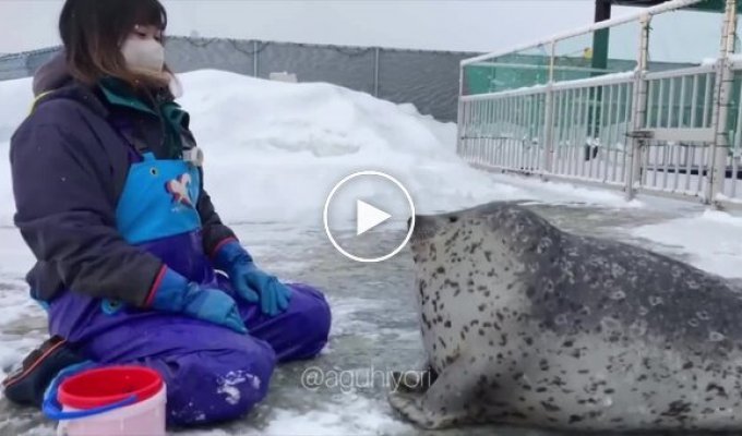 Тюлень синхронизировался со своей смотрительницей