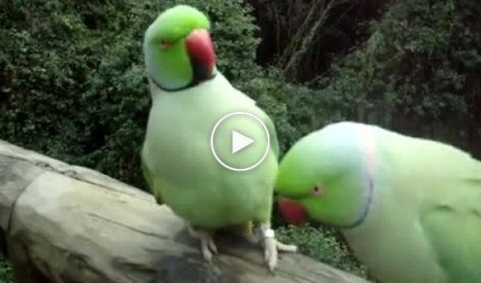 Классные говорящие попугаи