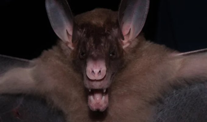 Ложный вампир: кровь не пьёт, оно ловит и ест птиц целиком (6 фото)