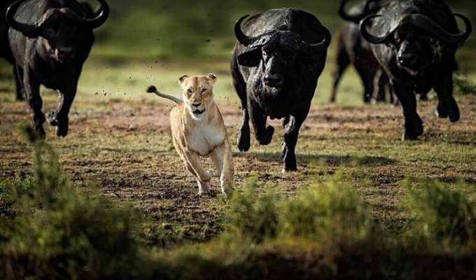 Стадо разъяренных буйволов преследует львицу (3 фото)
