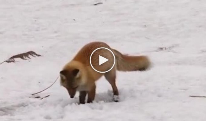 Лисиця полює на гризуна