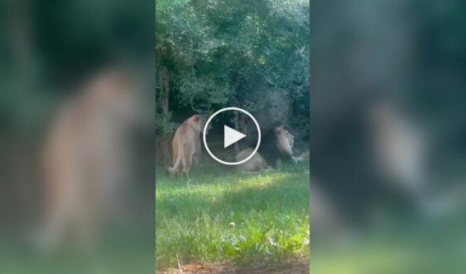 Львица с игривым настроением