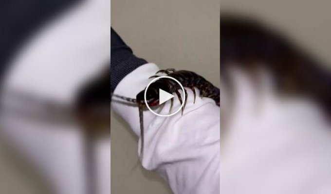 Самая большая сколопендра в мире