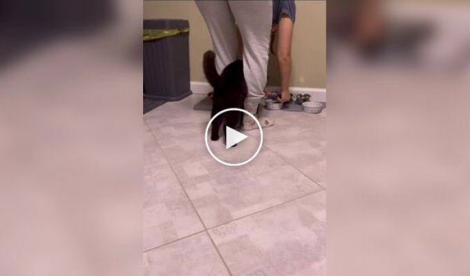 Нетерплячий кіт намагається дістатися до миски з кормом