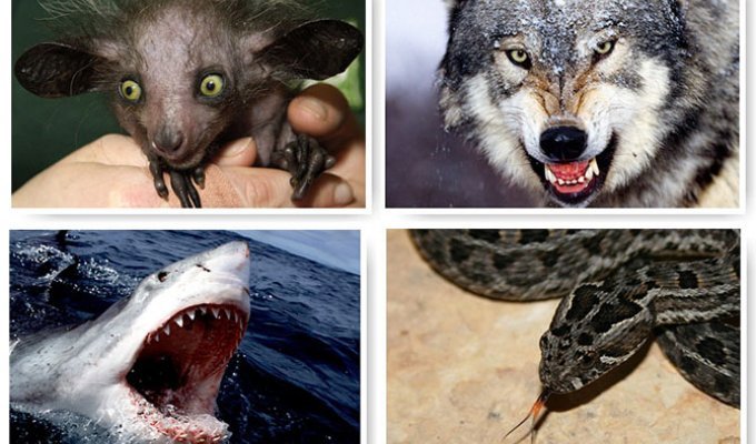 13 самых страшных животных по версии WWF (19 фото)
