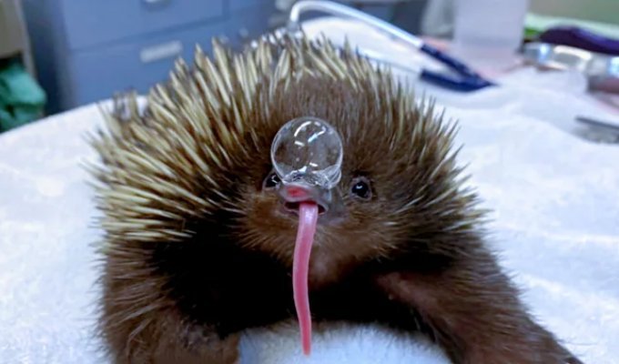 Для чего ехидна пускает из носа пузыри? (5 фото)