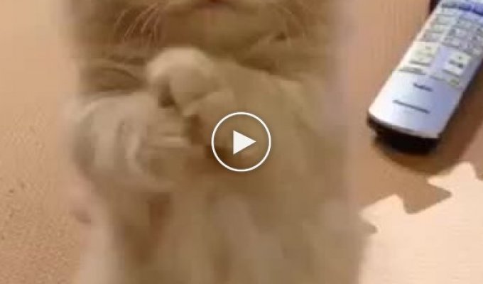 Мимишный котенок просит кушать