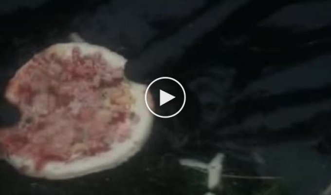 Рыба которая любит пиццу