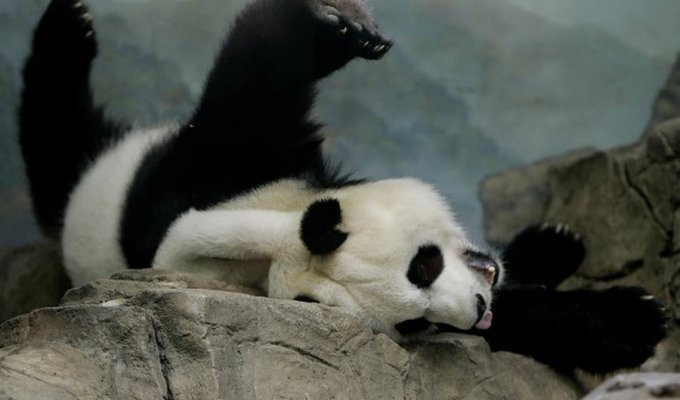 Очаровательные панды (10 фото)