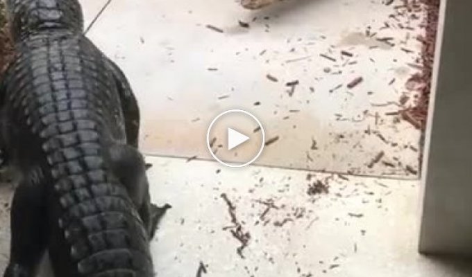 Два аллигатора вцепились друг в друга у входа в дом и попали на видео