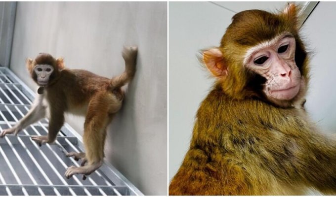 Chinese scientists have successfully cloned a macaque for the first time (5 photos)