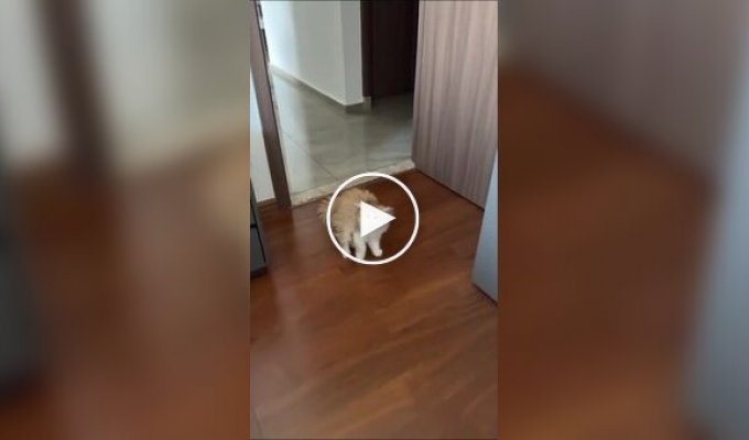 Реакция кошки на новую прическу хозяйки