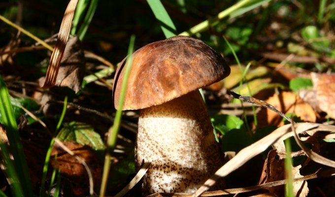 Как сеять грибы, чтобы они росли на вашей даче (9 фото)