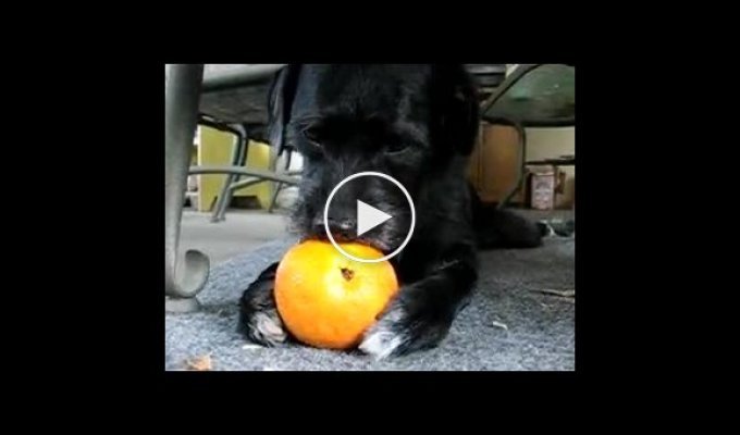 Собака и апельсин