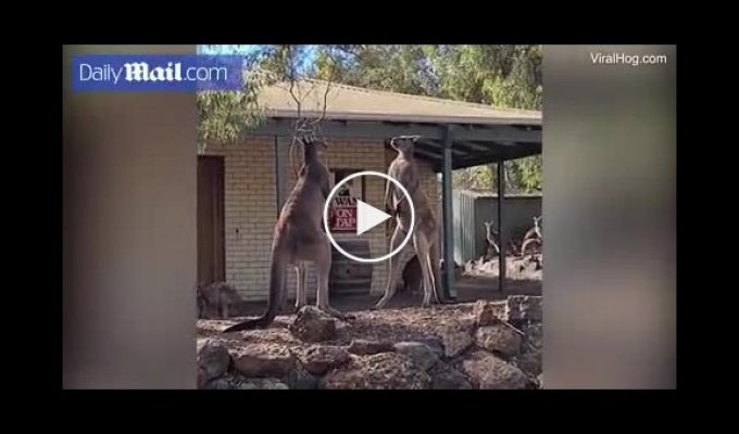 This is Australia. Epic kangaroo fight near a pub
