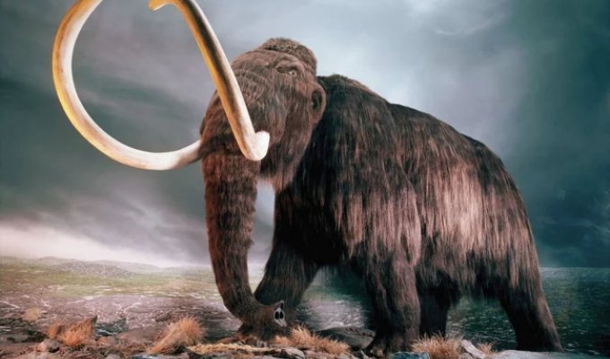 Woolly mammoth: almost everything you know about it is not true (9 photos)