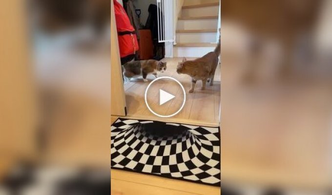Коты обходят стороной коврики с оптической иллюзией
