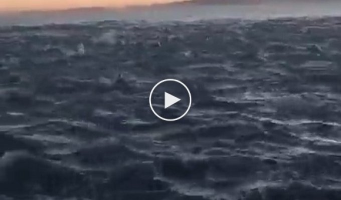 Стая дельфинов сопровождает лодку