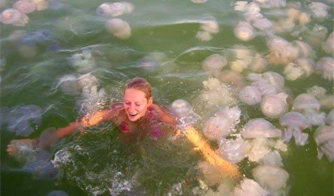 Большое скопление медуз на Черном море (5 фото)