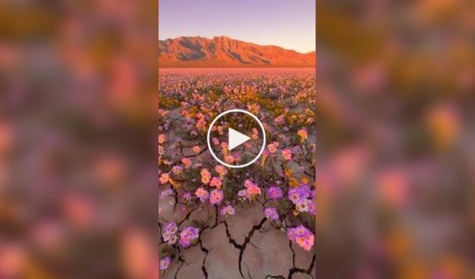 Death Valley is covered in flowers