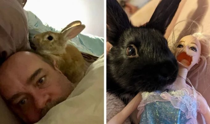 16 decorative rabbits who decided to show all their mischief (17 photos)