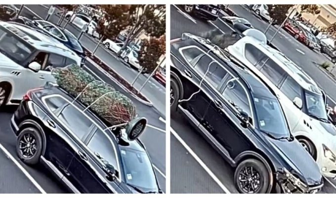 The real Grinch stole a Christmas tree in broad daylight (4 photos + 2 videos)