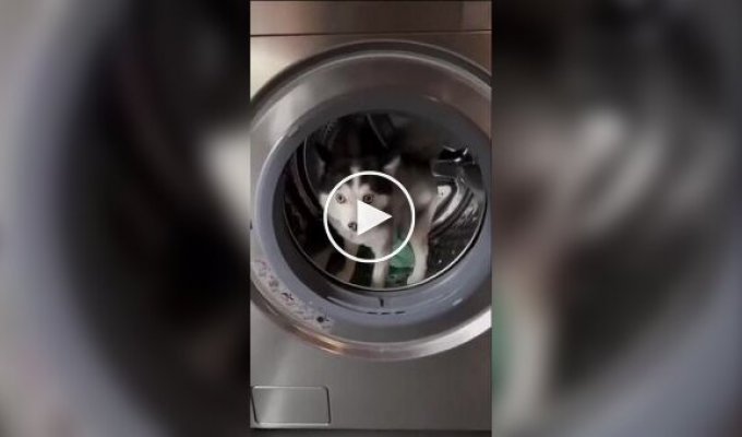 Суміш померанського шпіца та хаски