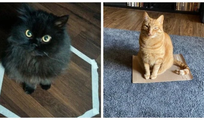 25 examples of how highly effective cat traps work (26 photos)