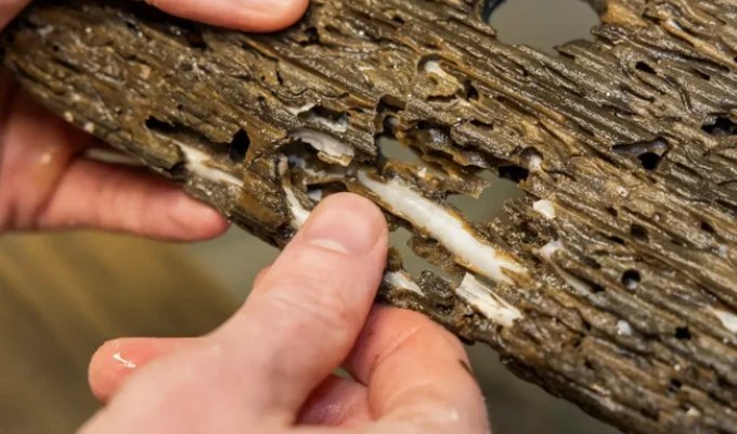 Shipworms: they eat the ship right during the journey (7 photos)